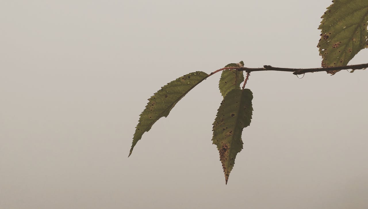 Best Lashes in Brooklyn, NY — 2026 Guide