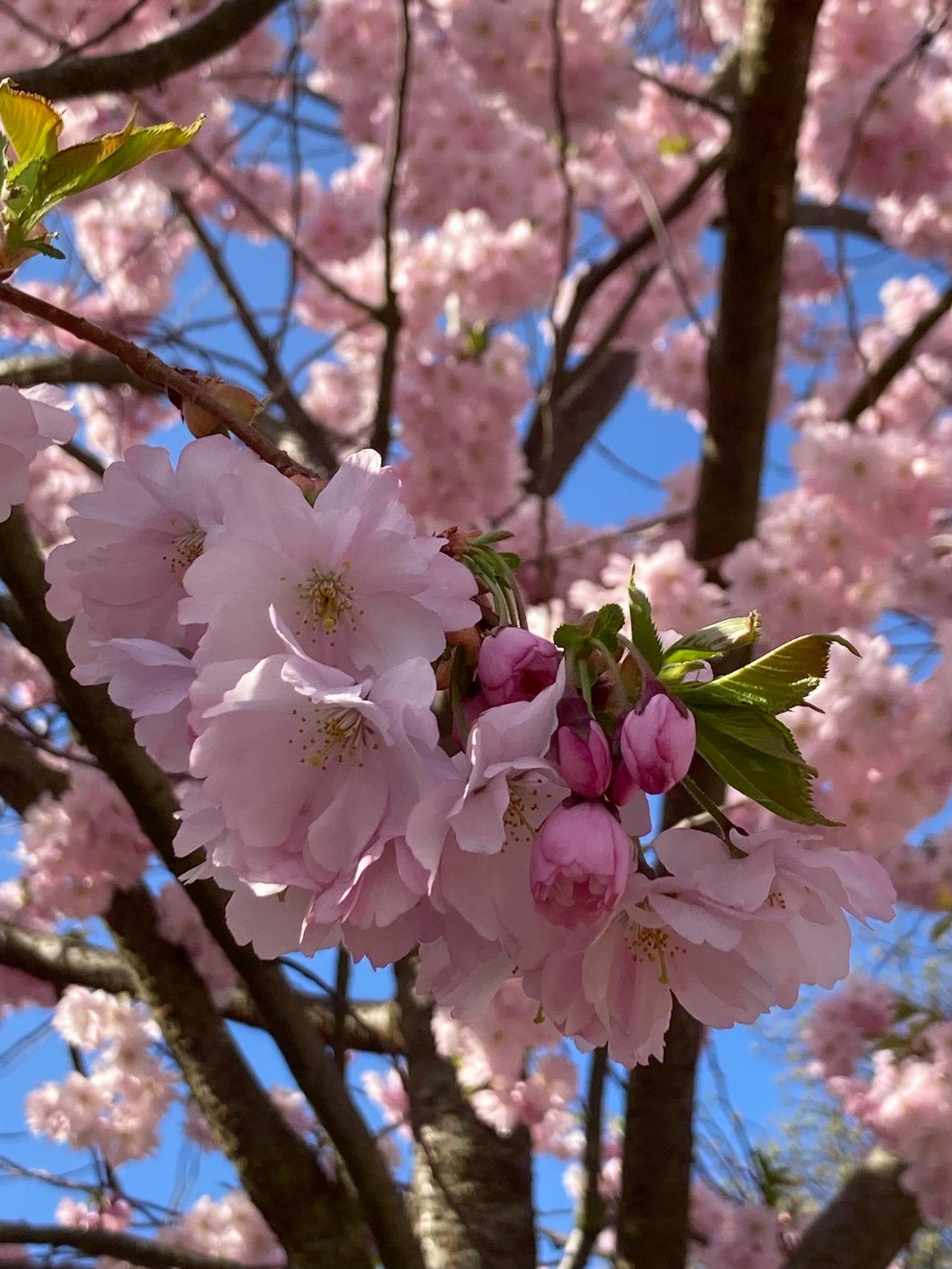 Best Lashes in Illinois — 2026 Guide