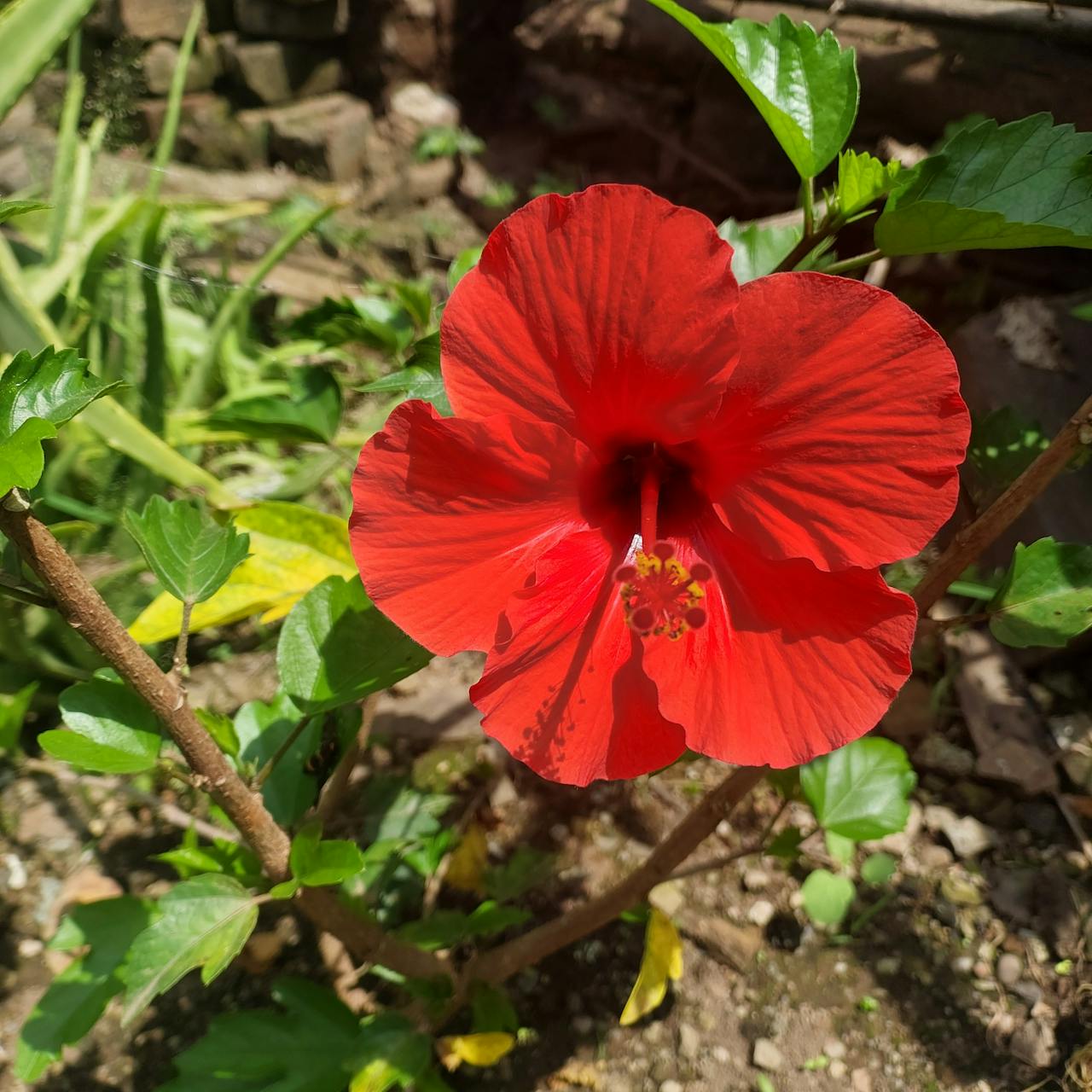 Top 2 Lashes & Brows Spots in Brooklyn, NY You Need to Visit